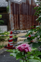 赤い花