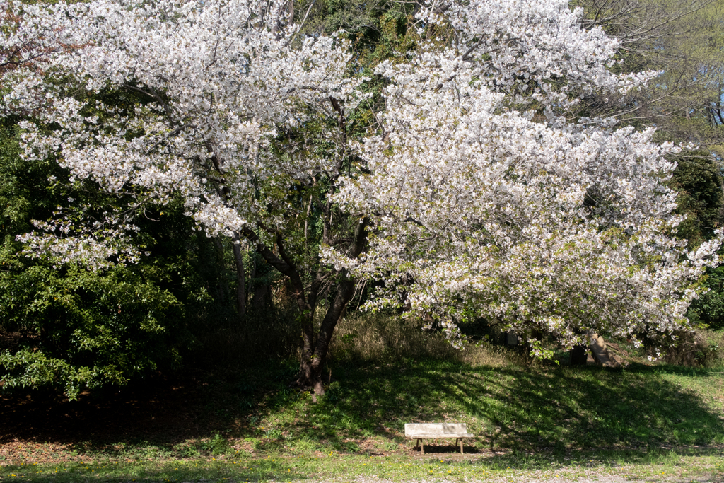 桜の木の下で