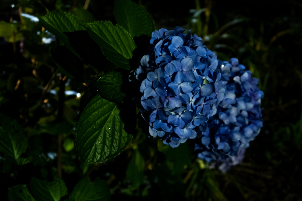夜の紫陽花　#1