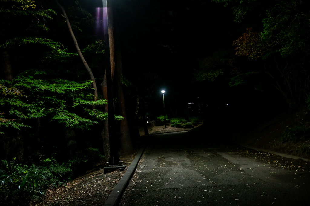 公園の道