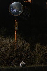 カーブミラーとネコ