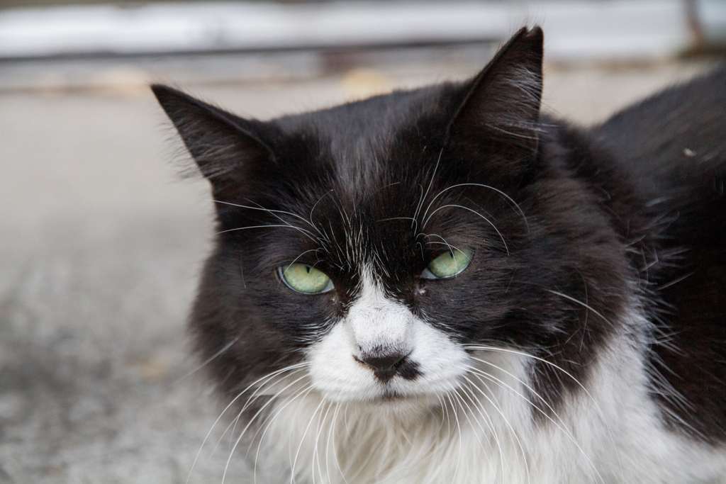 ニャに見てんのニャ　パート2