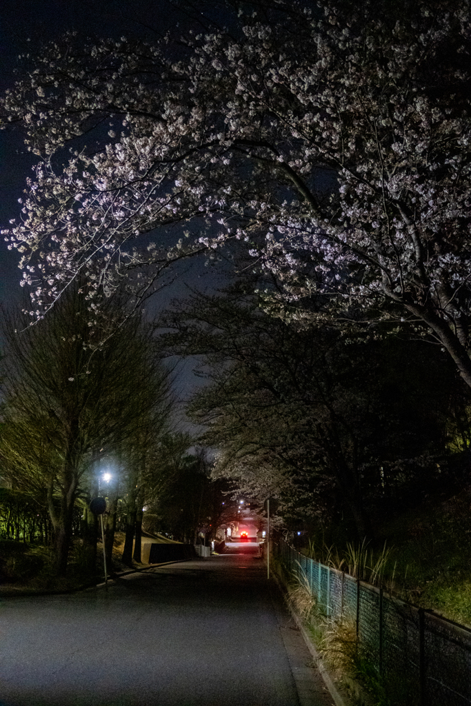 テールランプ