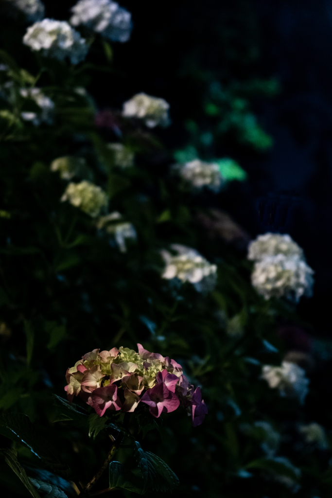 紫陽花