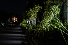 アガパンサス、その後