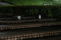 見送る