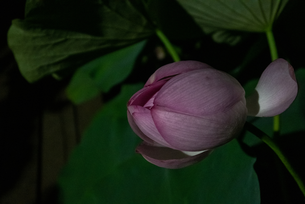 夜の蓮