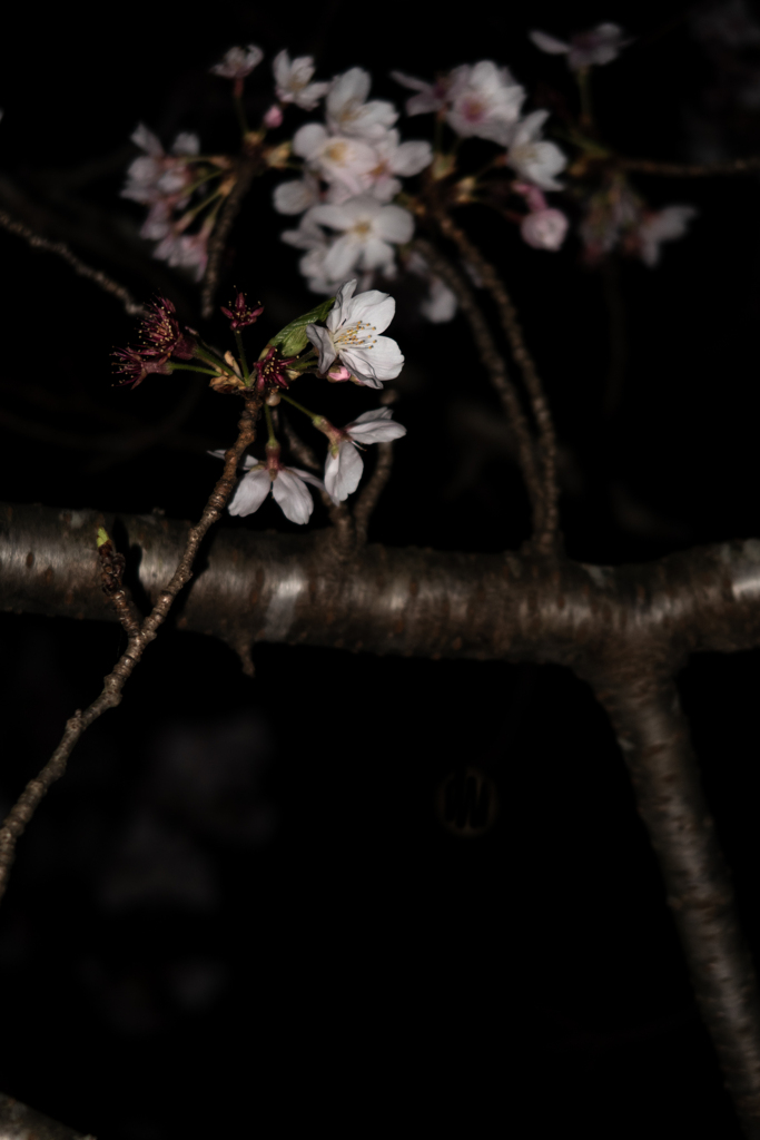 夜桜
