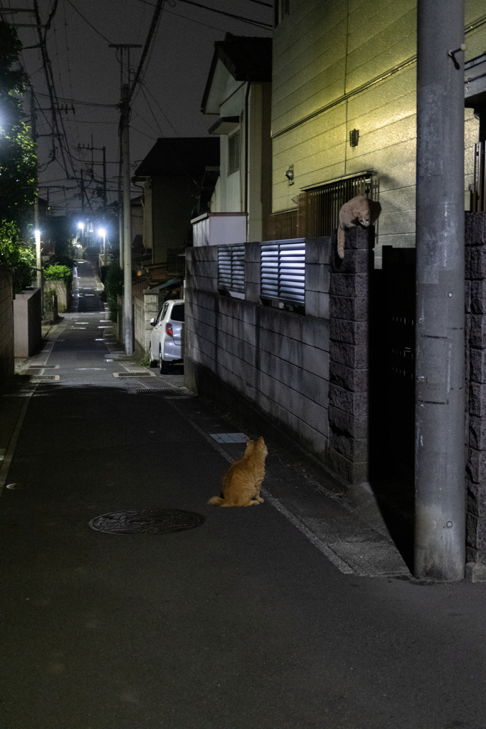 細道にネコ二匹