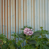 紫陽花