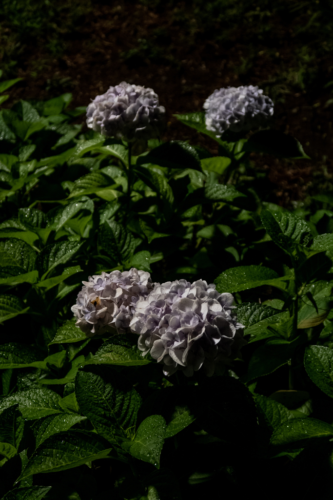 紫陽花