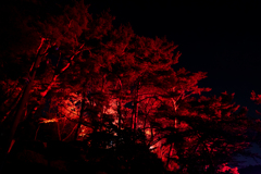 赤い森