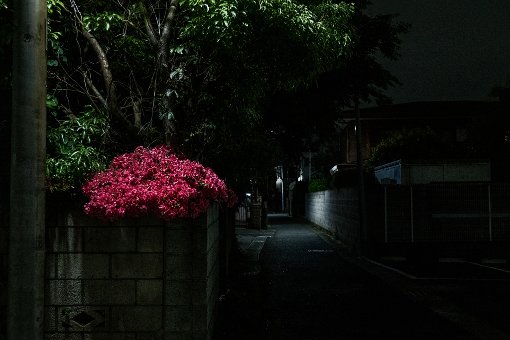 路地に咲く赤い花