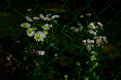 花咲くフェンス際