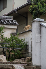 尾道ネコ その2