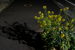 道端の菜の花