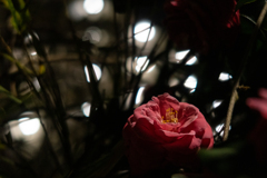 夜に咲く一輪の花