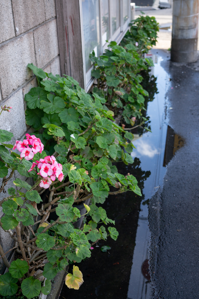 雨上がり