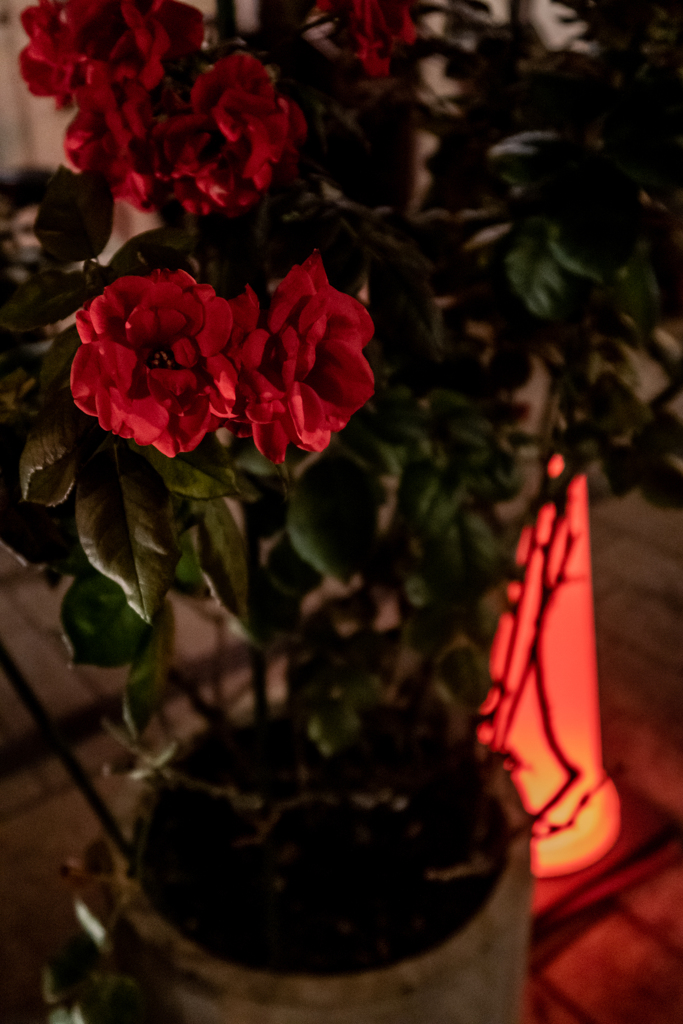 ばらのまち　福山