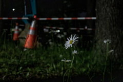 夜に咲く