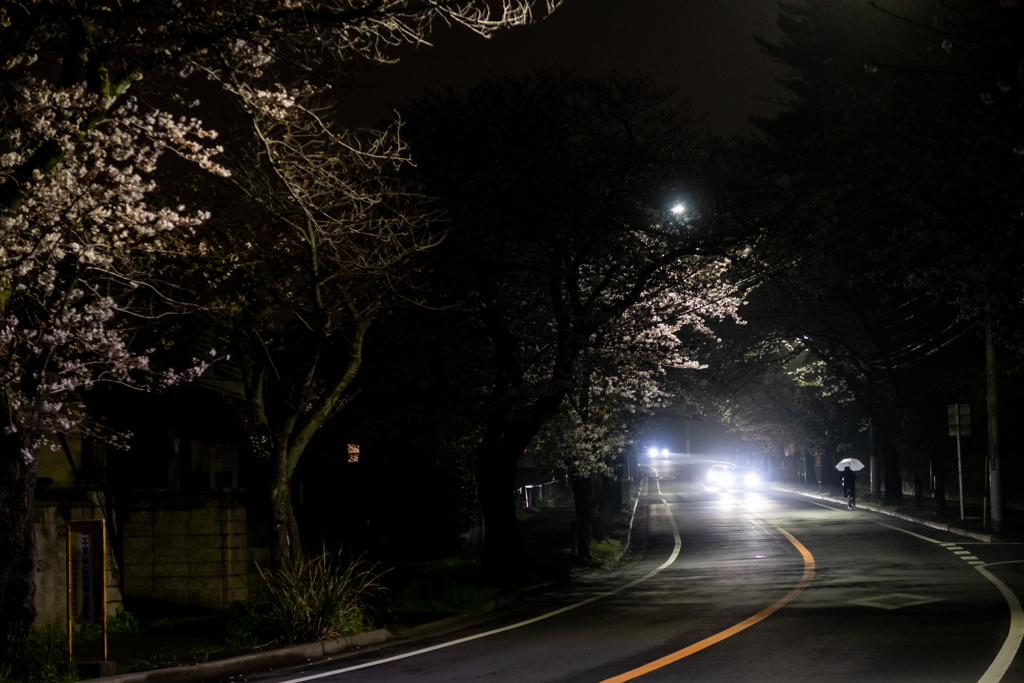 桜並木を行く