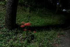 彼岸花　#2
