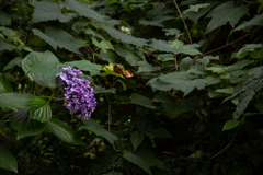 紫陽花
