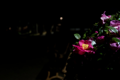 山茶花