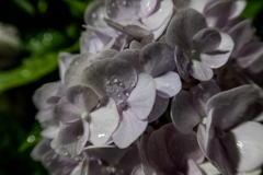 紫陽花