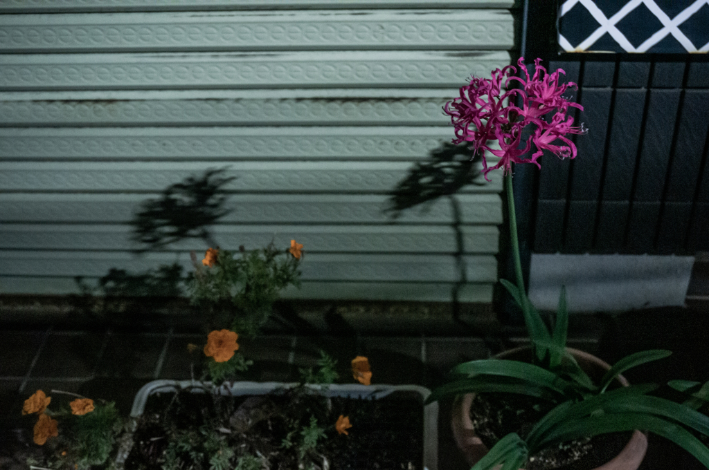 花たち