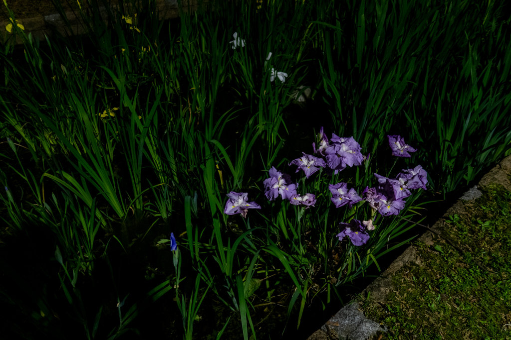 花菖蒲