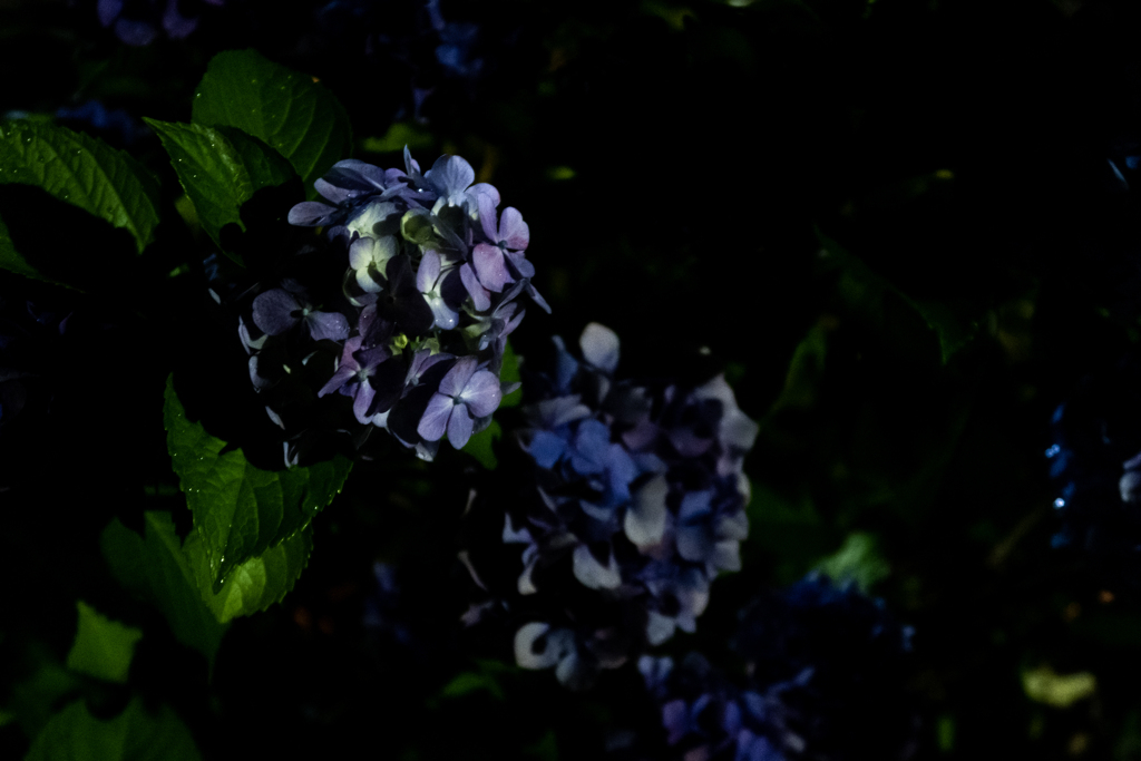 夜の紫陽花　#2