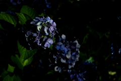 夜の紫陽花　#2