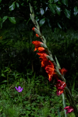 コスモスに赤い花を添えて