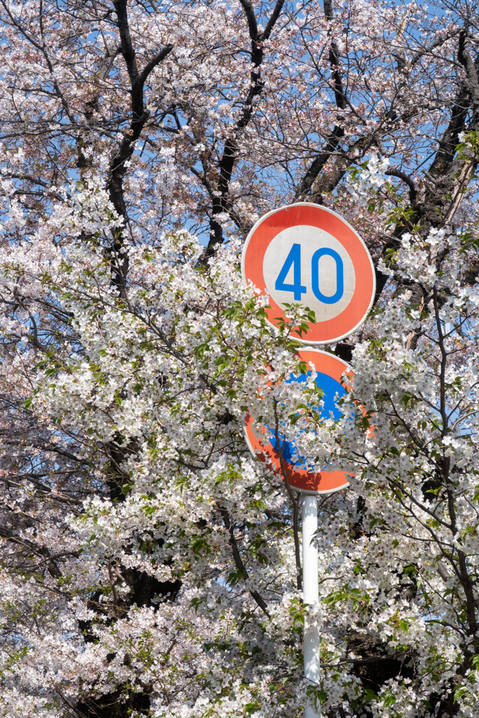 春の40