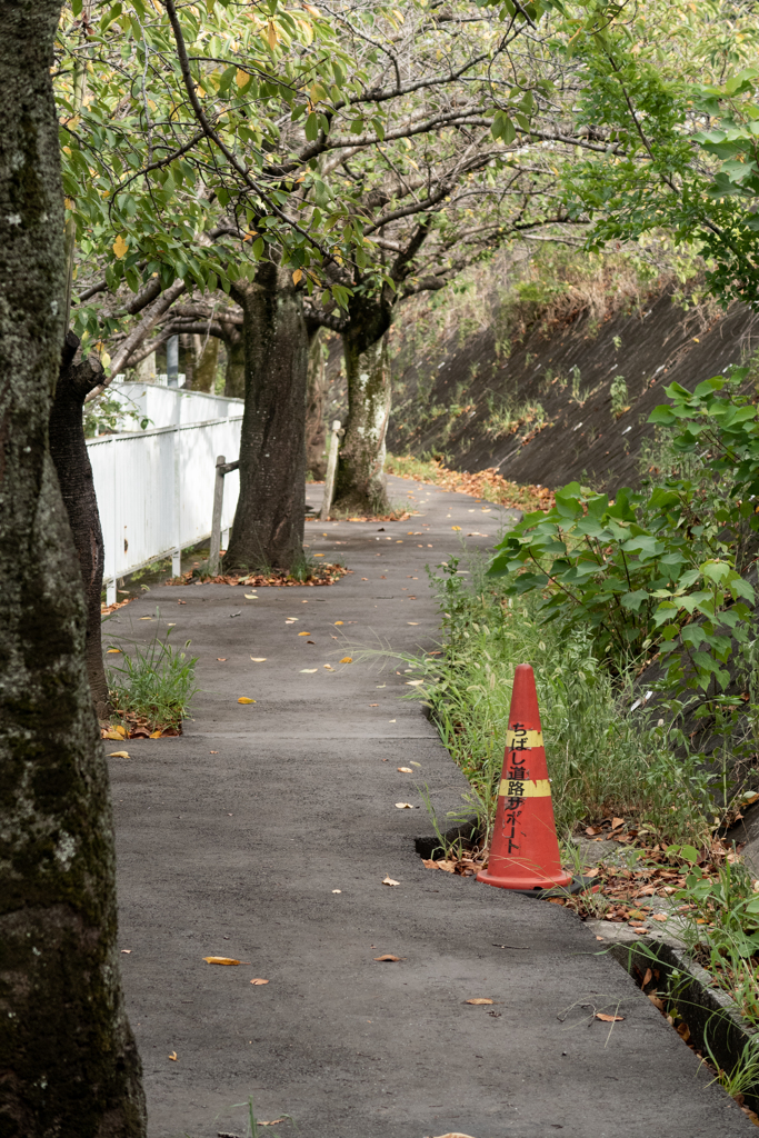 遊歩道にて