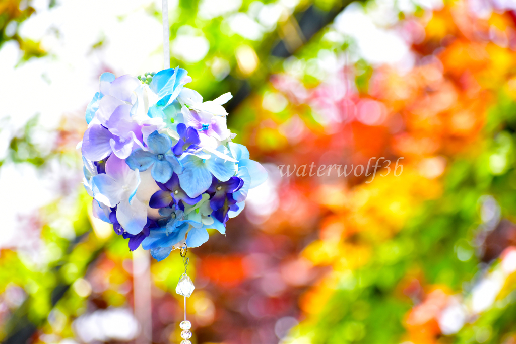 紫陽花かざり