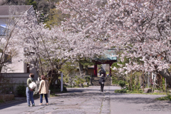 光則寺参道の桜