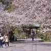 光則寺参道の桜
