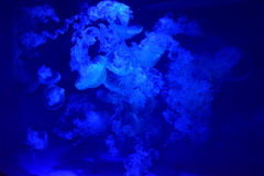 水母の海