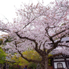 雨天の桜