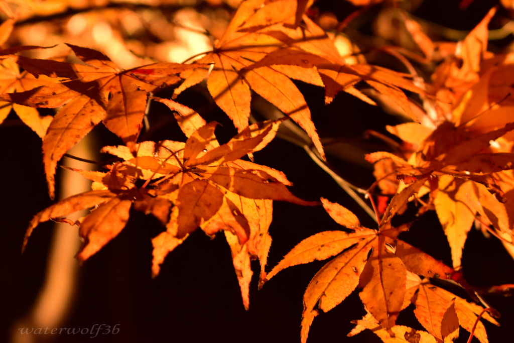 夜紅葉