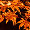 夜紅葉