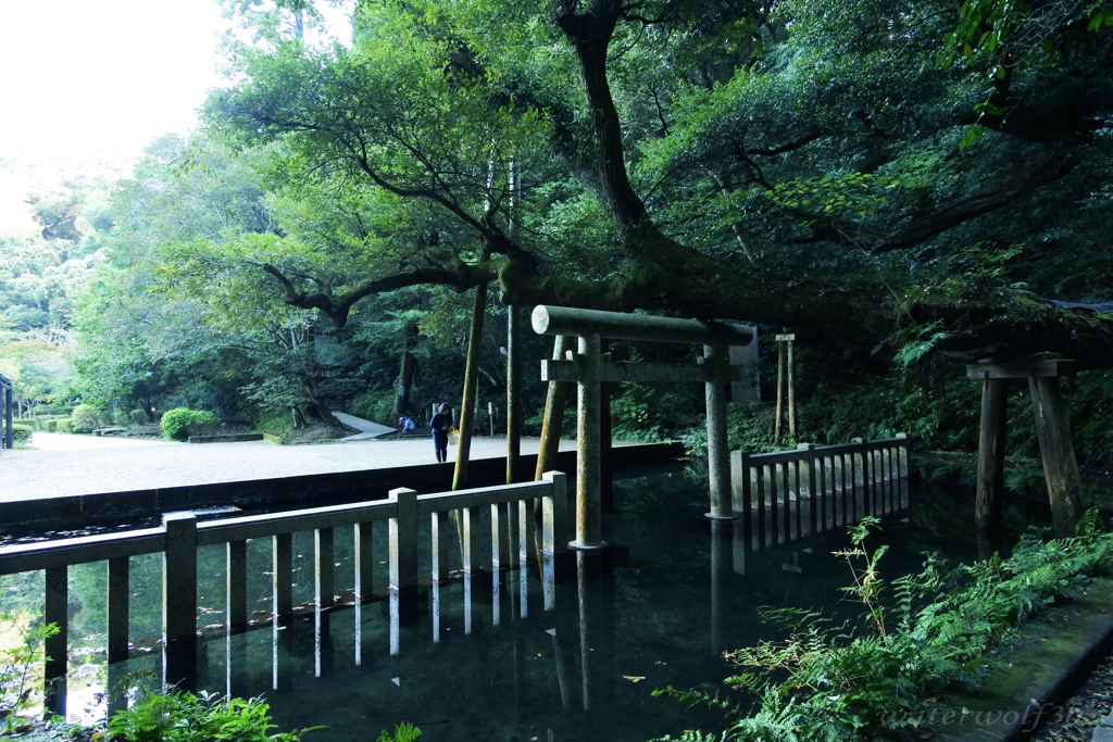 朝の鹿島神宮御手洗池