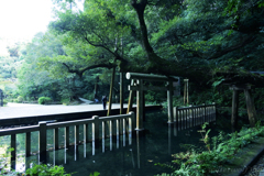 朝の鹿島神宮御手洗池