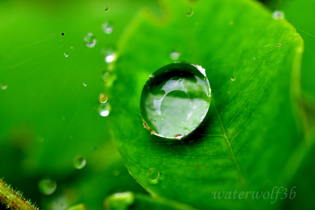 雨上がりの宝石