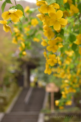 ヤマブキ