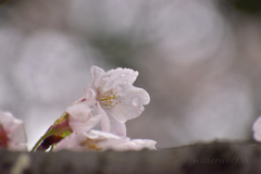 冷たい雨