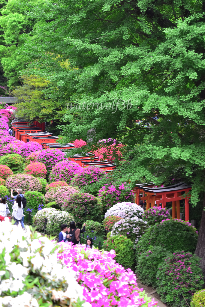 根津神社つつじ祭り