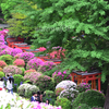 根津神社つつじ祭り